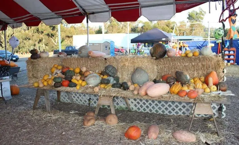 Photo of Pumpkin  at Tom’s Adventures Pumpkin Patch and Christmas Tree Mira Mesa San Diego, California