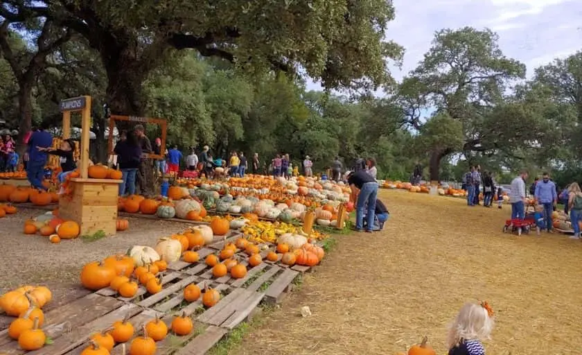 Photo of Pumpkin Patch at Bracken United Methodist Church & Preschool San Antonio, Texas