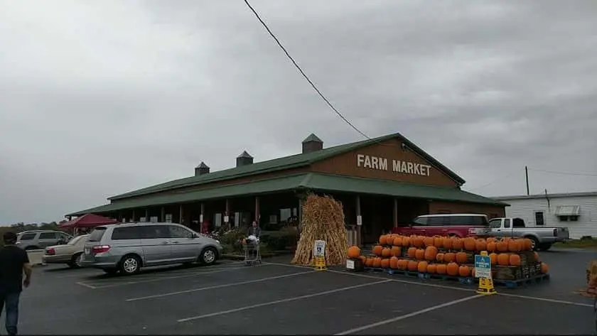 Photo of Pumpkin Patch at Marker Miller Orchards Winchester, Virginia