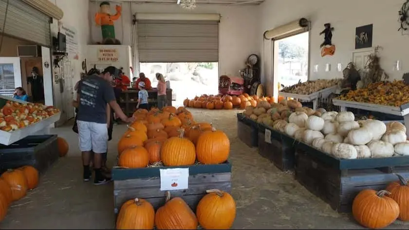 representative photo for Pumpkin Patches in Ramona, California