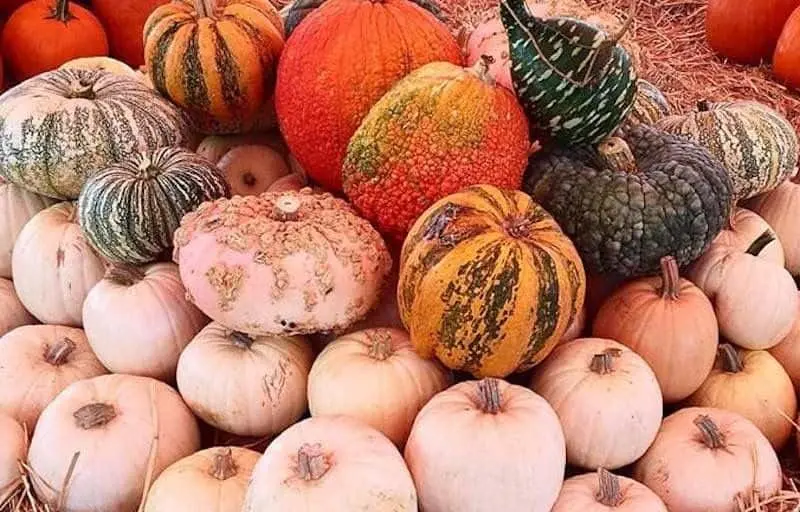 Photo of Pumpkin Patch at Mr. Jack O’ Lanterns Pumpkins Los Angeles, California - 3