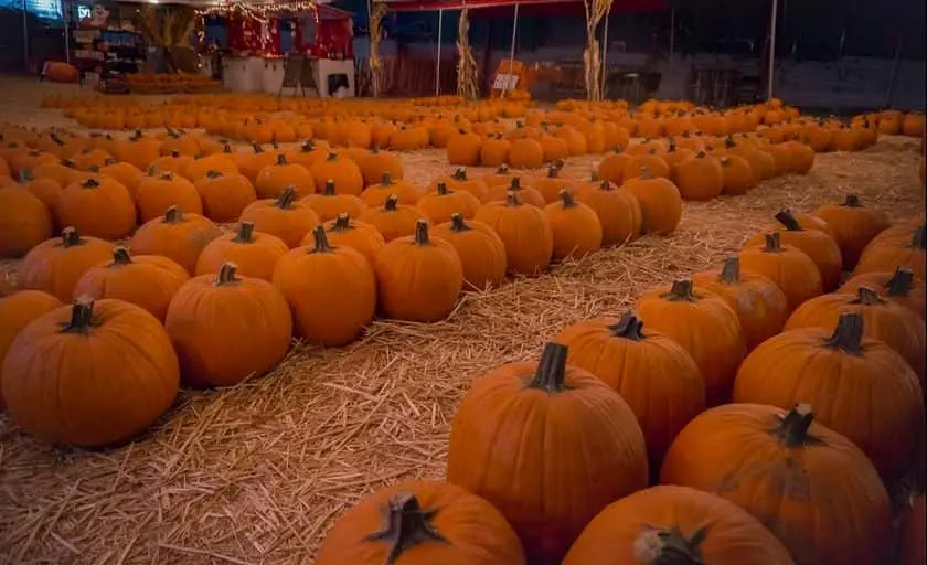 Photo of Pumpkin Patch at Mr. Jack O’ Lanterns Pumpkins San Diego, California