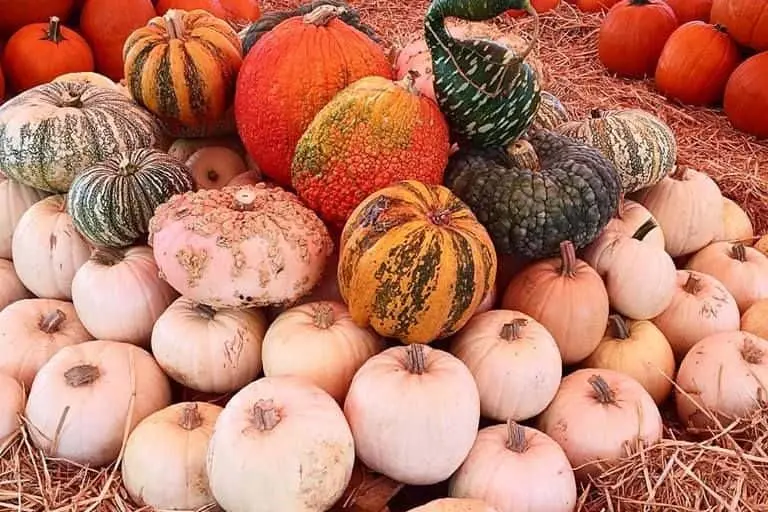 Photo of Pumpkin Patch at Mr. Jack O’ Lanterns Pumpkins San Diego, California - 2