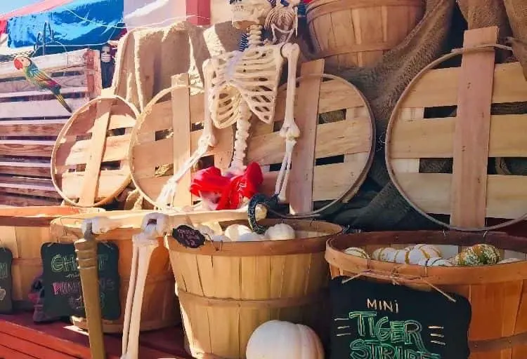 Photo of Pumpkin Patch at Mr. Jack O’ Lanterns Pumpkins San Diego, California - 3