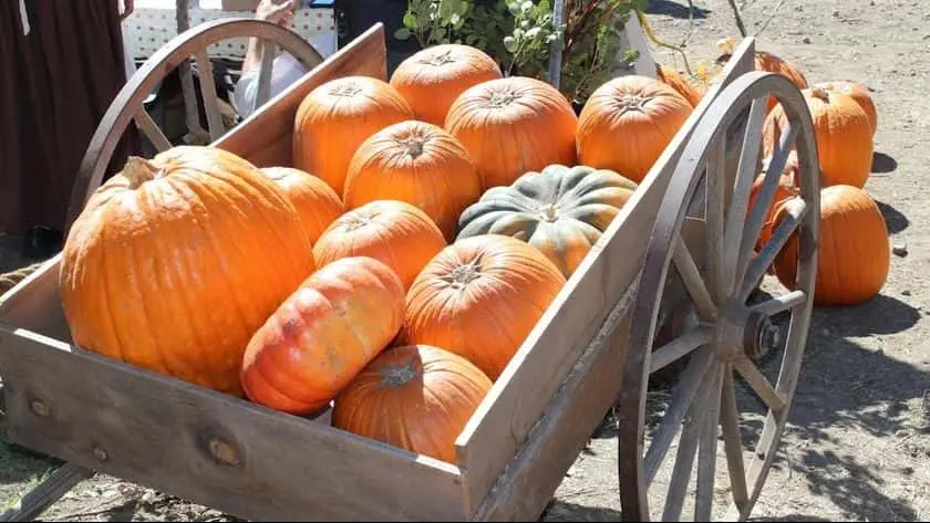 Photo of Pumpkin Patch at Stone Pantry Orchard Yucaipa, California