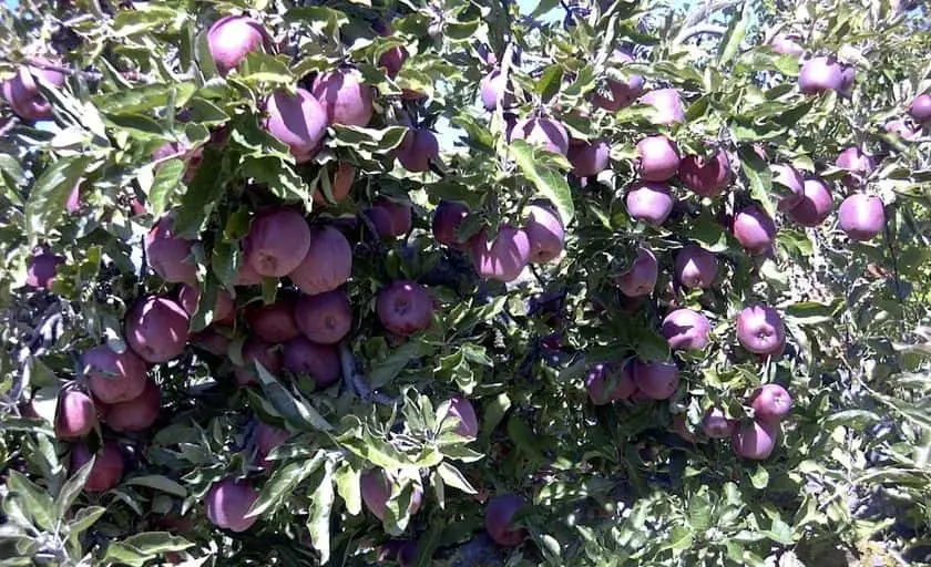 Photo of Pumpkin Patch at Stone Pantry Orchard Yucaipa, California - 2