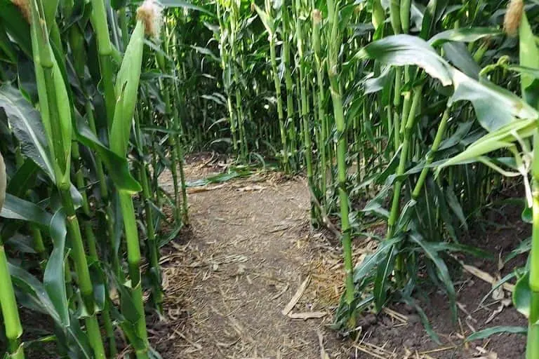 Photo of Pumpkin Patch at Tapia Brothers Corn Maze Encino, California