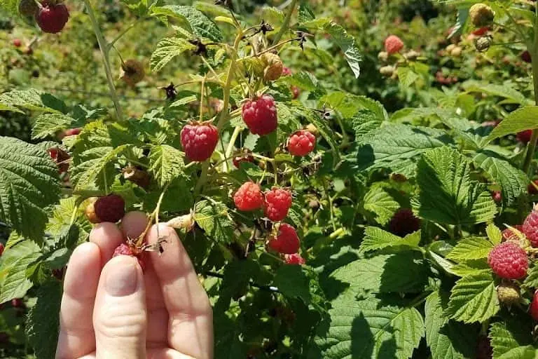 Photo of  Raspberry Knoll Farm North Windham, Connecticut