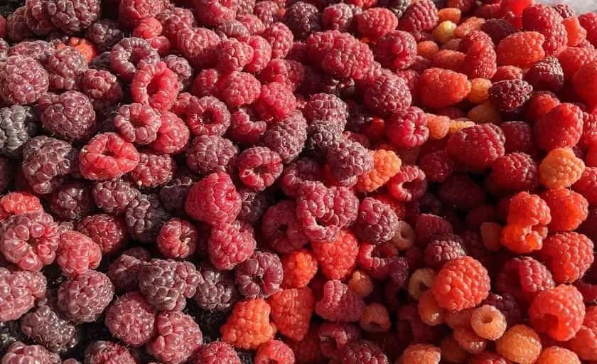 representative photo for Raspberry Picking Farms in North Windham, Connecticut