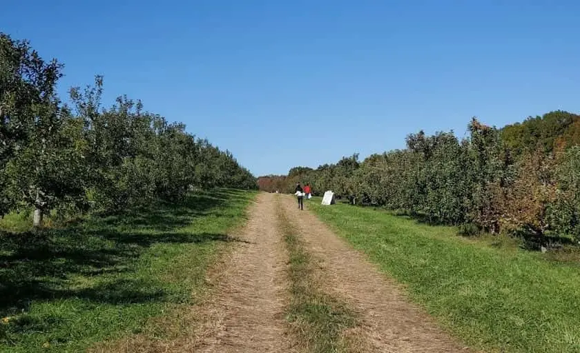 Photo of Raspberry Picking at Bishop’s Orchards Guilford, Connecticut