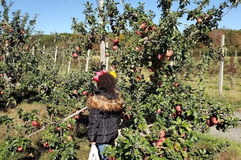 Photo of Raspberry Picking at Bishop’s Orchards Guilford, Connecticut - 2