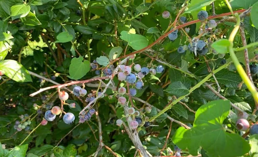 Photo of Raspberry Picking at Bishop’s Orchards Guilford, Connecticut - 3