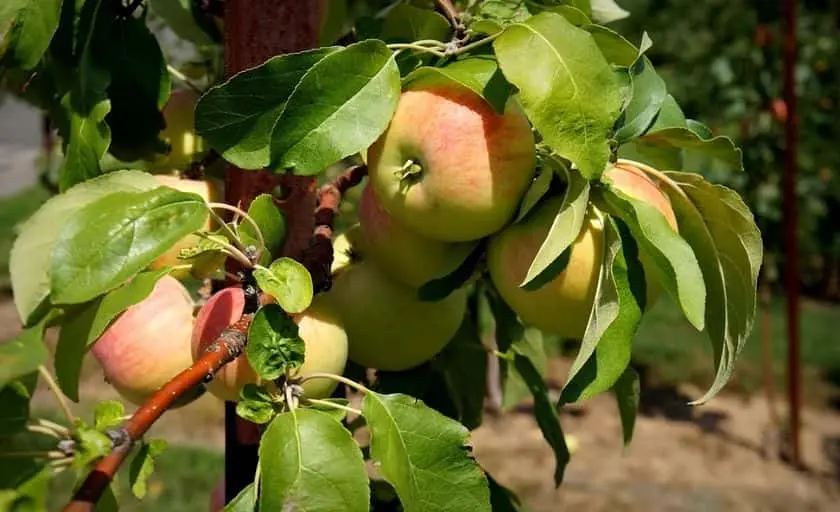 Photo of Raspberry Picking at Dondero Orchards South Glastonbury, Connecticut