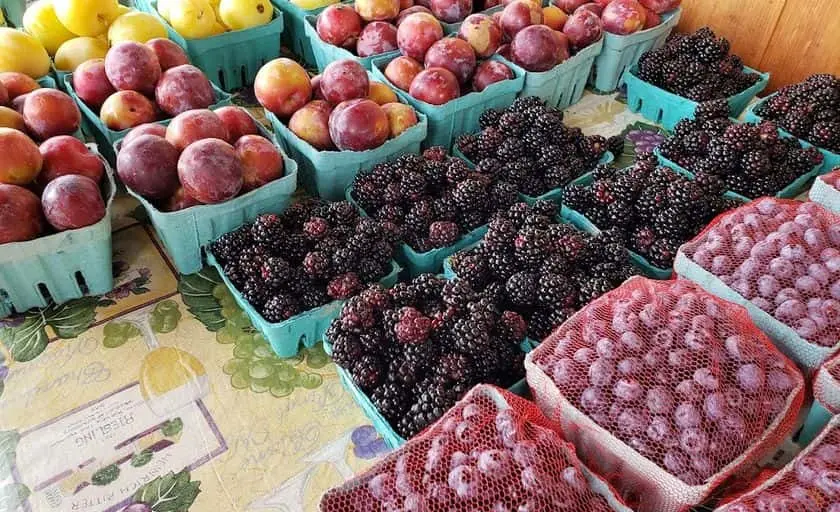 Photo of Raspberry Picking at Dondero Orchards South Glastonbury, Connecticut - 2
