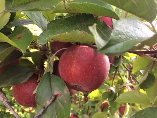 Photo of Raspberry Picking at Marker Miller Orchards Winchester, Virginia - 2