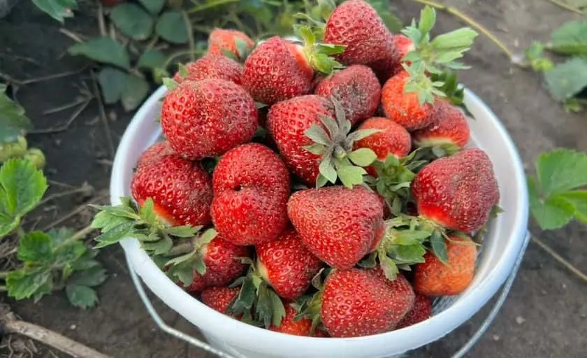 representative photo for Raspberry Picking Farms in Woodstock, Illinois