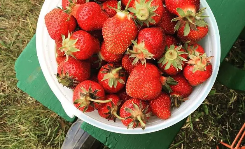 representative photo for Strawberry Picking Farms in North Branch, Minnesota