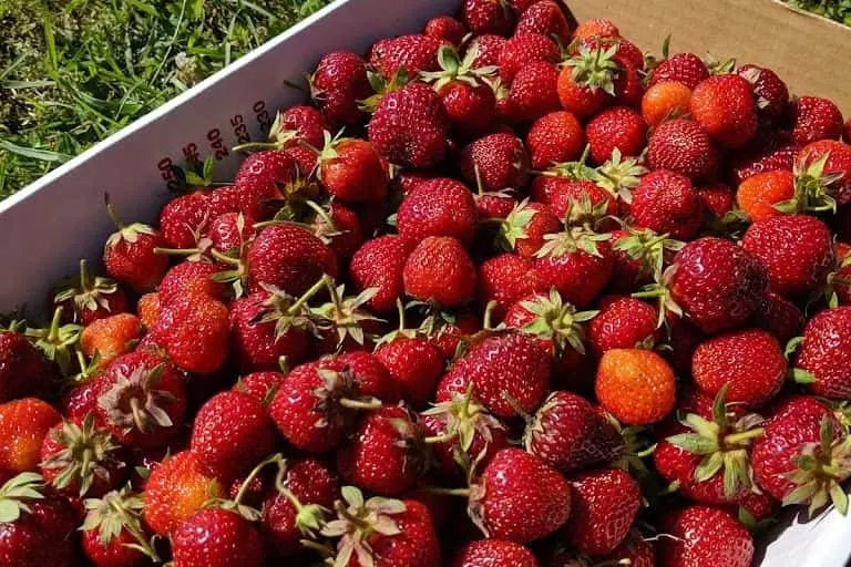 Photo of  Rosey’s Berry Farm Michigan City, Indiana