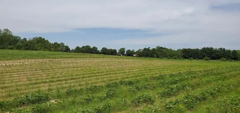 representative photo for Strawberry Picking Farms in Michigan City, Indiana