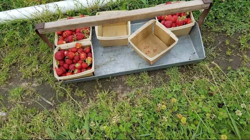 Photo of  Rosey’s Berry Farm Michigan City, Indiana - 3