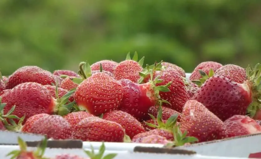 representative photo for Strawberry Picking Farms in Ypsilanti, Michigan