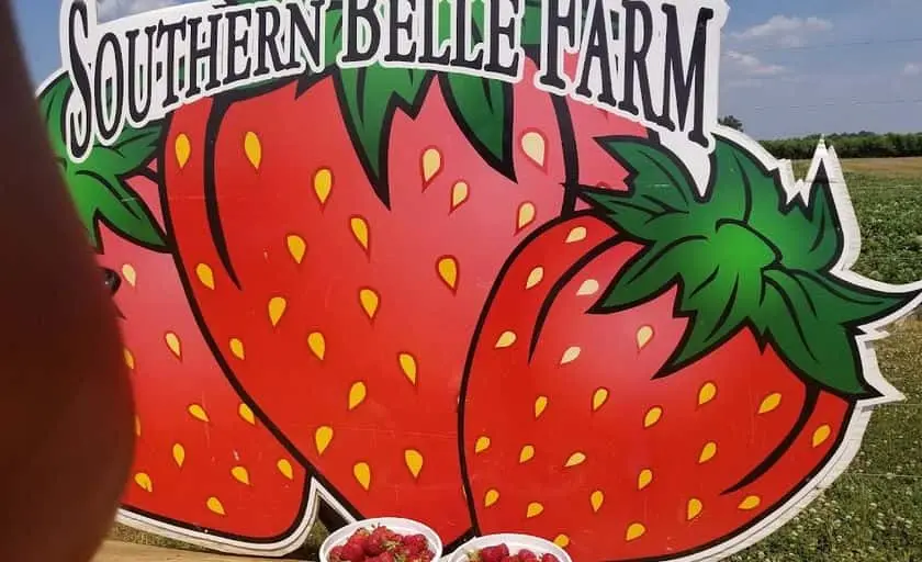 representative photo for Strawberry Picking Farms in Mcdonough, Georgia