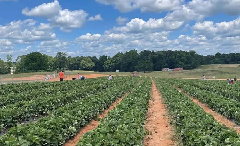 Photo of  Southern Belle Farm Mcdonough, Georgia - 3