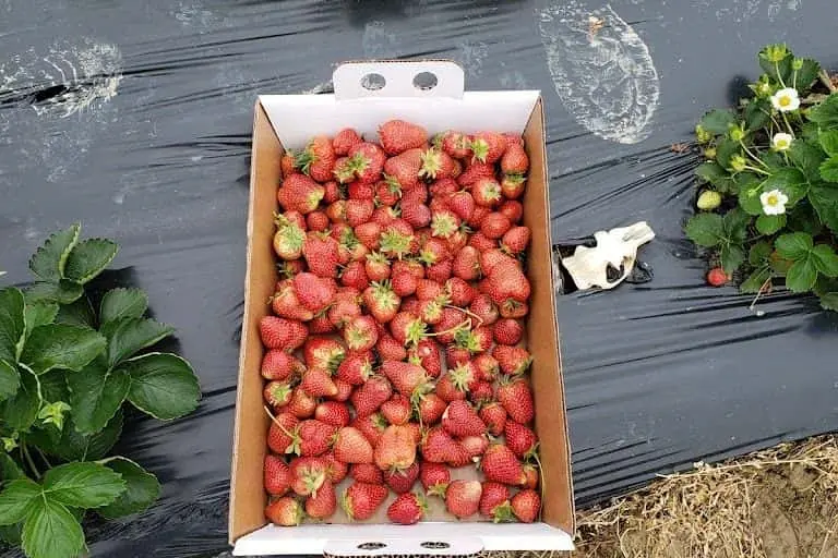 Photo of  Southern Comfort Berry Farm Bushwood, Maryland