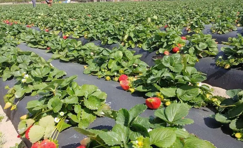 Photo of  Southern Hill Farms Clermont, Florida - 3