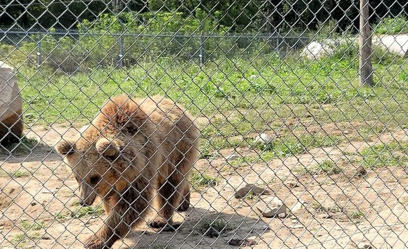 Photo of  Space Farms Zoo & Museum Sussex, New jersey - 3