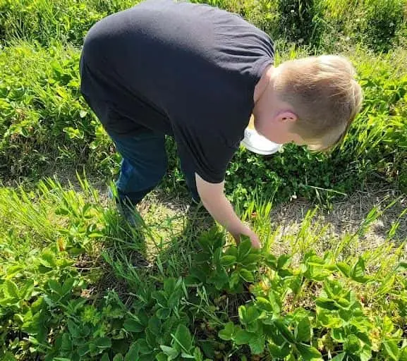 representative photo for Strawberry Picking Farms in Carlton, Minnesota
