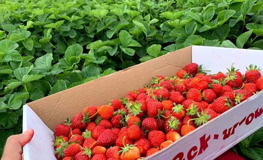 representative photo for Strawberry Picking Farms in Noblesville, Indiana
