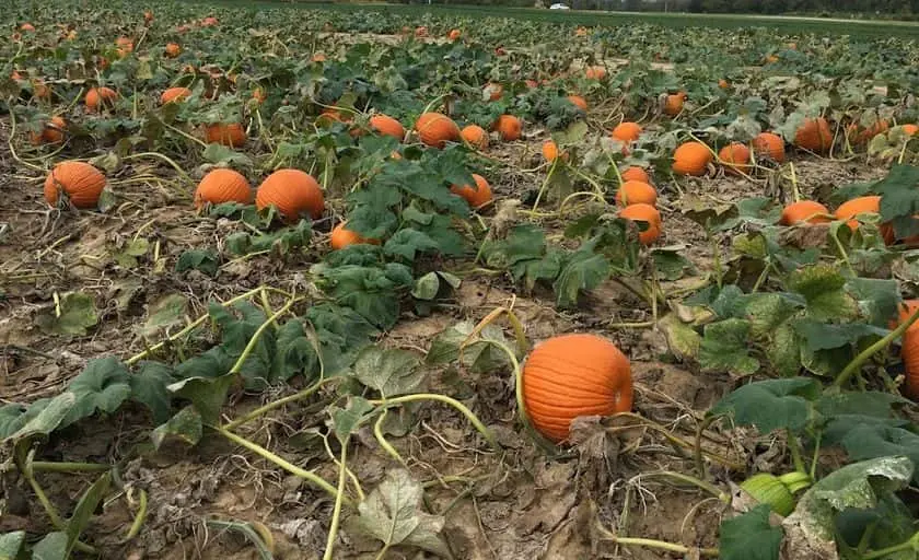 Photo of  Spencer Farm Noblesville, Indiana - 3