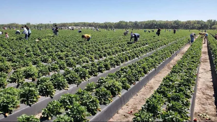 Photo of  Spivey Farms Plant City, Florida