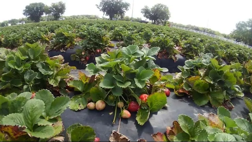 representative photo for Strawberry Picking Farms in Plant City, Florida