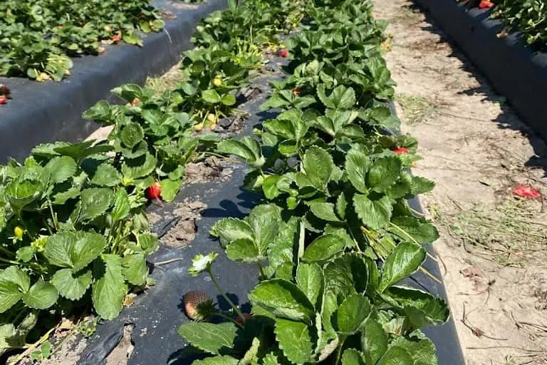 Photo of  Spivey Farms Plant City, Florida - 3