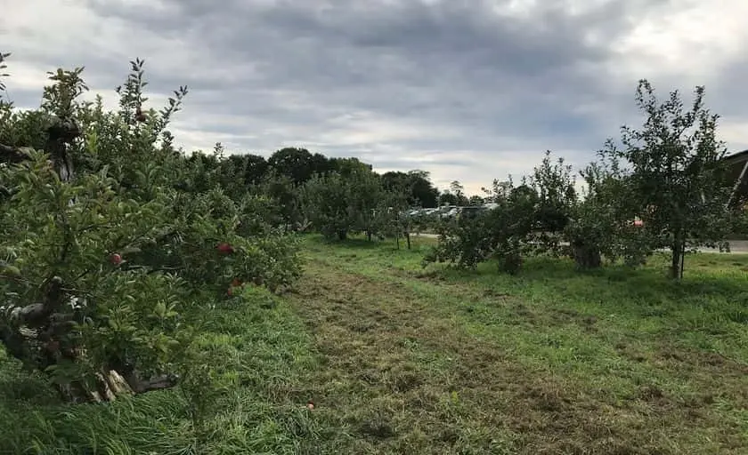 representative photo for Raspberry Picking Farms in  Connecticut