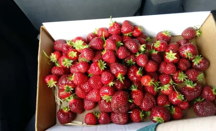 representative photo for Strawberry Picking Farms in Wayne, Maine