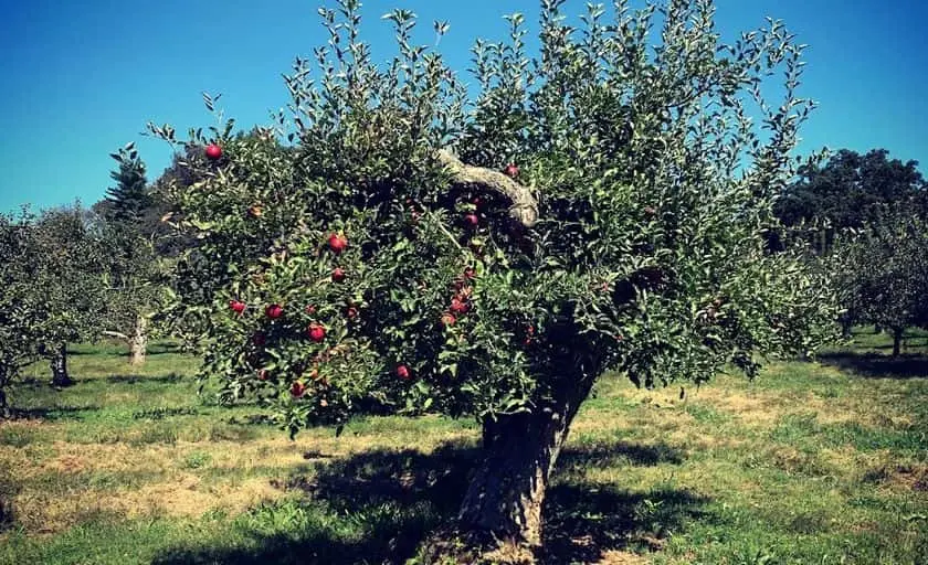 Photo of  Stonyfield Orchard Belvidere, New jersey