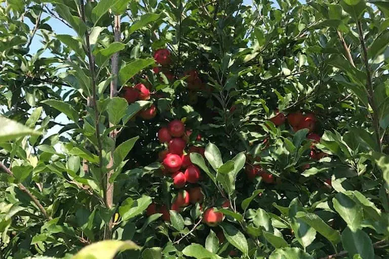 Photo of  Stonyfield Orchard Belvidere, New jersey - 3