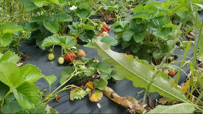 representative photo for Strawberry Picking Farms in Arlington, Texas