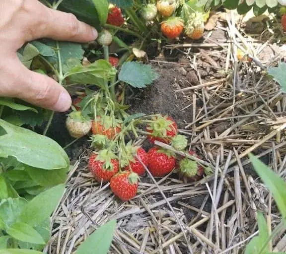 Photo of  Stotz Strawberry Farm Monroe, Michigan