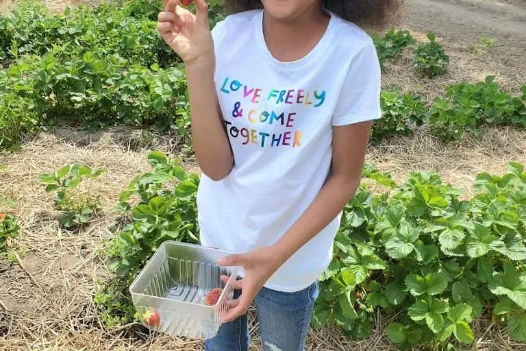 representative photo for Strawberry Picking Farms in Monroe, Michigan