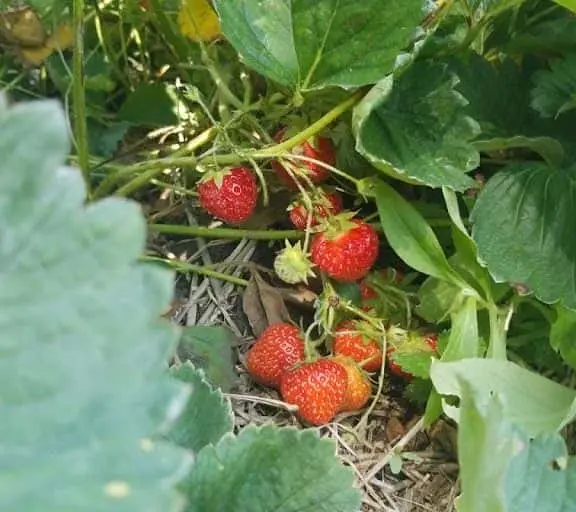 Photo of  Stotz Strawberry Farm Monroe, Michigan - 3