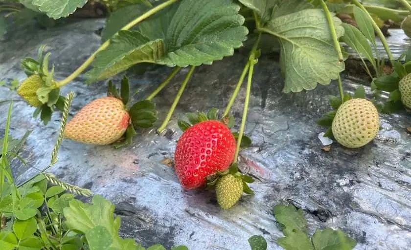 Photo of Strawberry Fields of Kendall Miami, Florida - 2