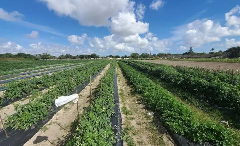 Photo of Strawberry Fields of Kendall Miami, Florida - 3