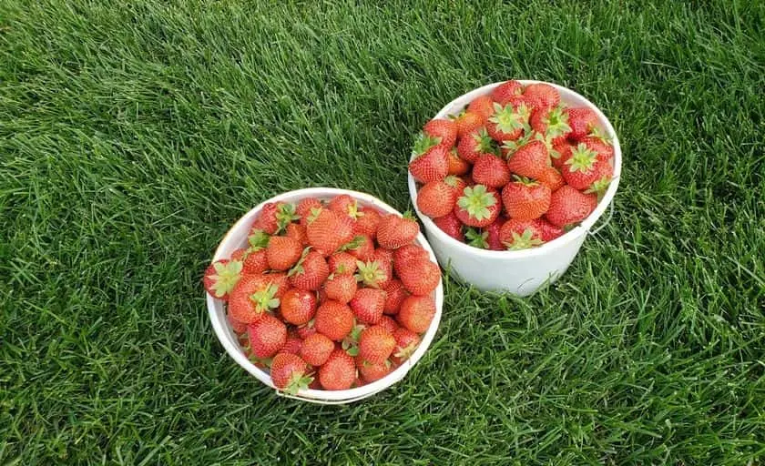 representative photo for Strawberry Picking Farms in Rudolph, Wisconsin