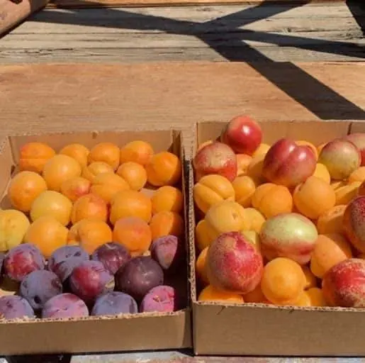 Photo of Strawberry Picking at Bacchini’s Fruit Tree Brentwood, California - 3