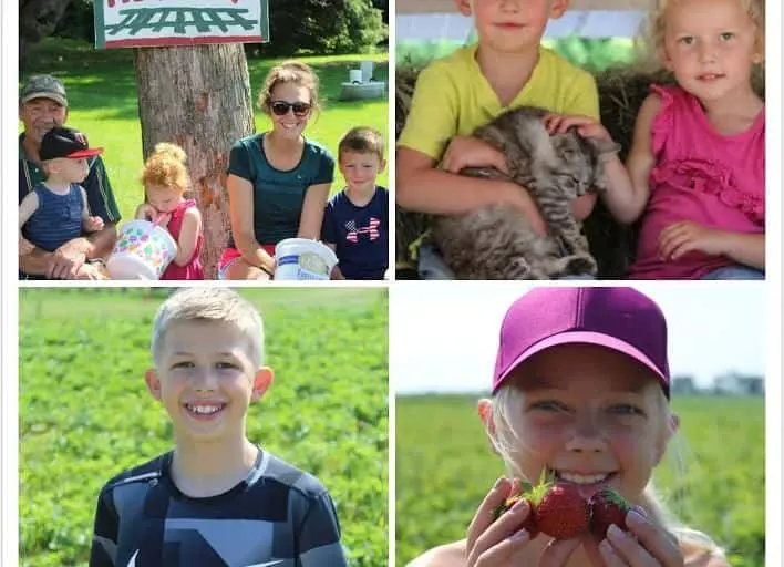 representative photo for Strawberry Picking Farms in Raymond, Minnesota