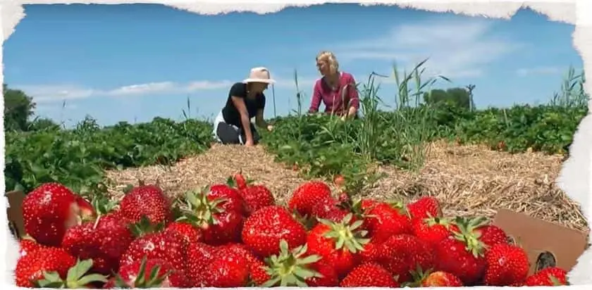 Photo of Strawberry Picking at Brouwer Berries Raymond, Minnesota - 3